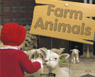 farm Animals